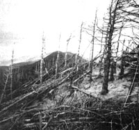 Forest Decline: What's Putting Our Forests in Danger?
